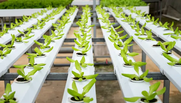 Ingeniería Agrícola