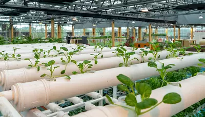 Asistencia Tecnica Agropecuaria